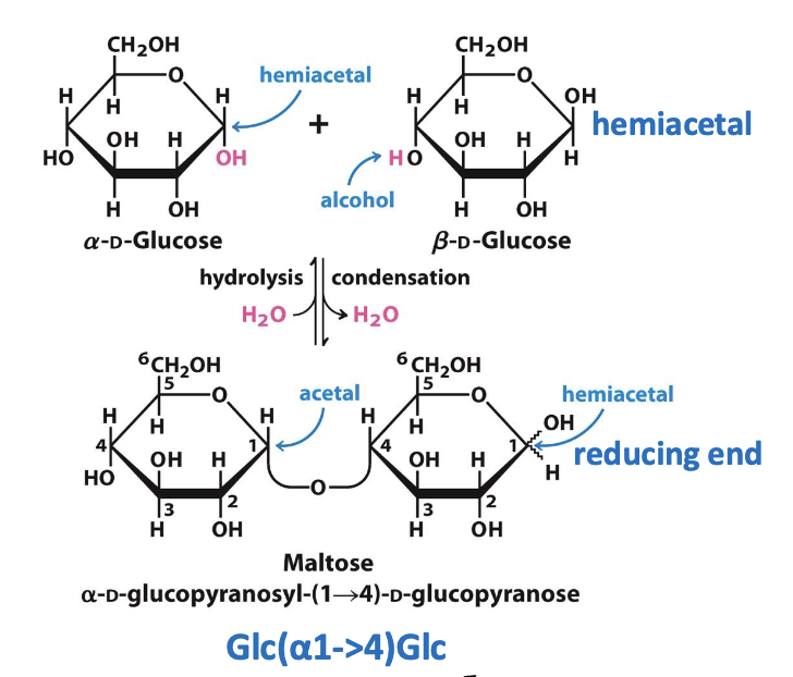 <ul><li><p>Two sugars join via a <strong>glycosidic bond</strong>: <strong>anomeric carbon + hydroxyl group</strong></p></li><li><p>The bond is an <strong>acetal</strong>, more stable &amp; less reactive than a hemiacetal</p></li><li><p><strong>Second sugar’s hemiacetal = reducing end</strong></p></li><li><p><strong>Anomeric carbon in glycosidic bond = nonreducing end</strong></p></li><li><p>Disaccharides named by <strong>linkage</strong> (e.g., α-D-glucopyranosyl-(1→4)-D-glucopyranose = maltose)</p></li></ul><p></p>
