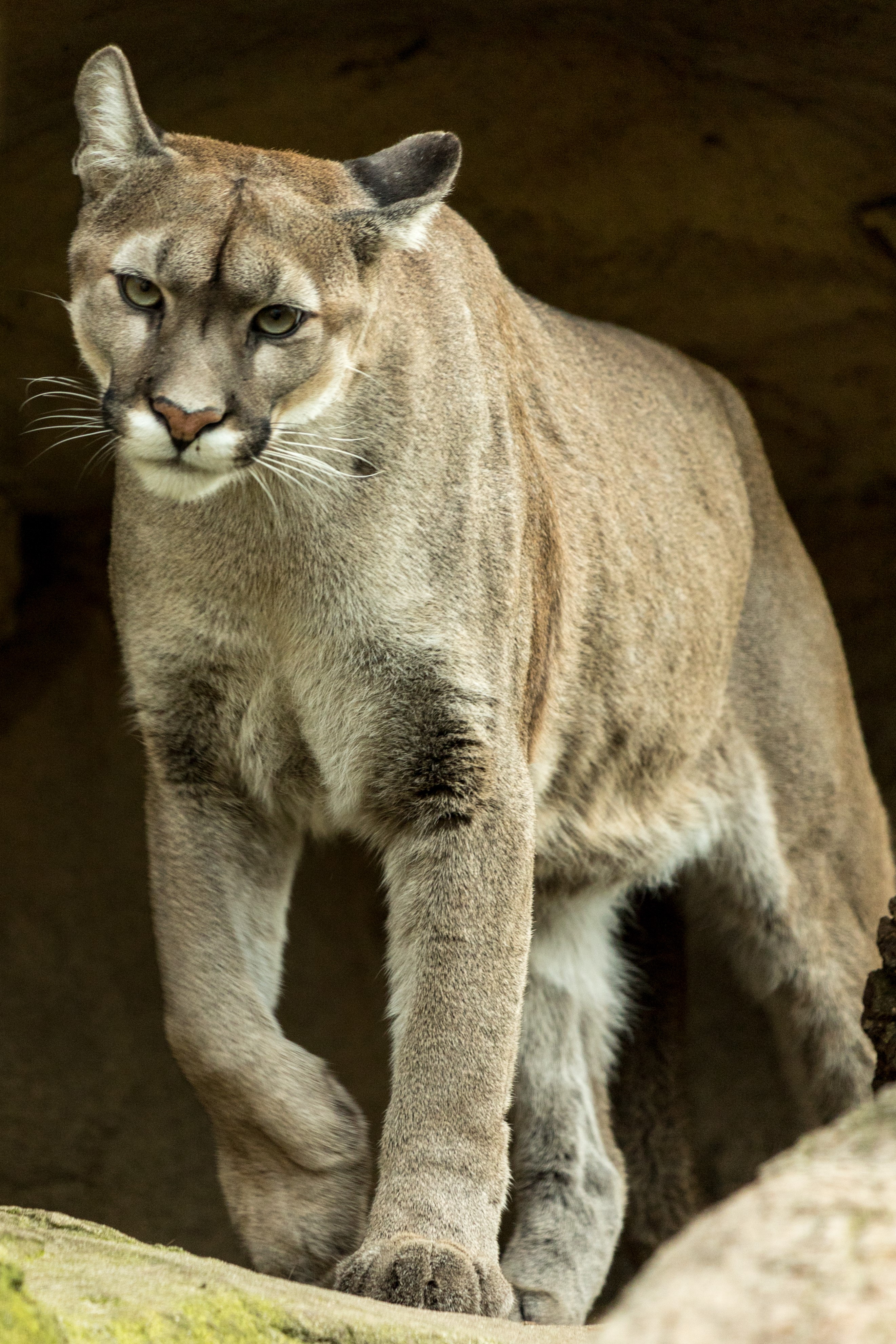 <p>(Cougars/mountain lions), yellowish-tan/rusty brown, white stomache, hunt at dawn and dusk, America</p>