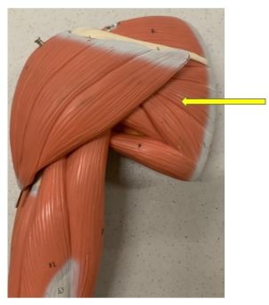<p>adduction and lateral rotation of arm</p>