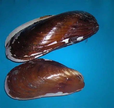 <ul><li><p><span>Horse mussels live partly buried in sediment or attached to rocks, from shallow waters down to 280 m in Scotland and up to 50 m in New Zealand </span></p></li><li><p><span>Horse mussels are dioecious broadcast spawners, releasing eggs and sperm into the water</span></p></li></ul><p></p>