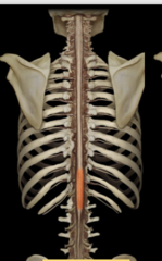 <p>what is the highlighted part called?</p>