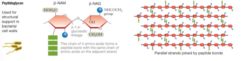 <p>Peptidoglycan is a polymer of N-acetyleglucosamine (NAG) and N-acetylmuramic acid (NAM) (modified monosaccharides).</p>