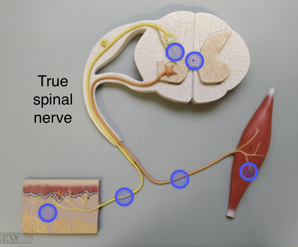 <p>Carries both sensory and motor signals</p>