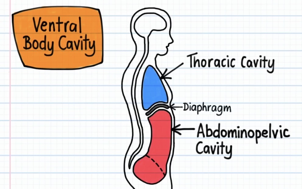 <p><span>The thoracic cavity is ___________ compared to the abdominopelvic cavity</span></p>