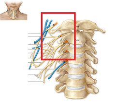 <p>formed by C1-C4 spinal nerves</p><p>innervates the skin and muscles of the neck, shoulder, and arm</p>
