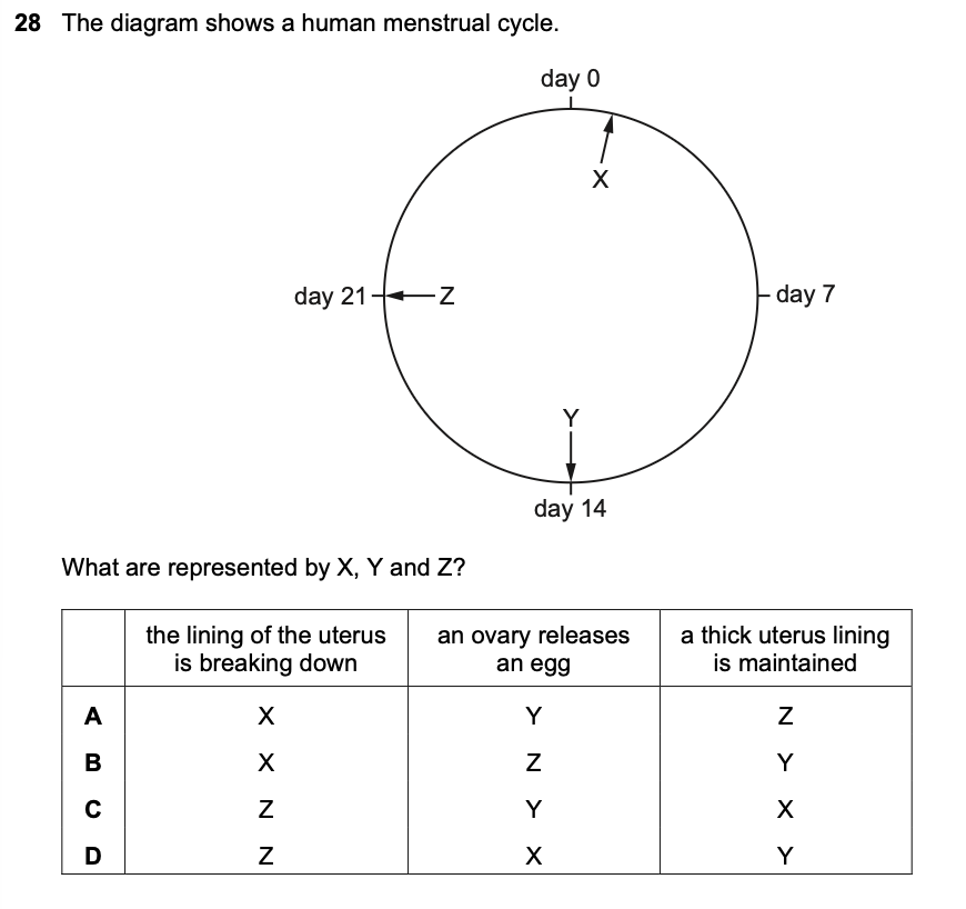 <p>The diagram shows a human menstrual cycle.</p>