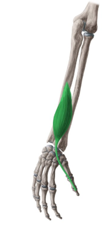 <p>extensor pollicis longus</p>