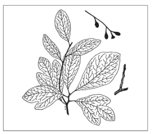 <p>Identify the species</p>