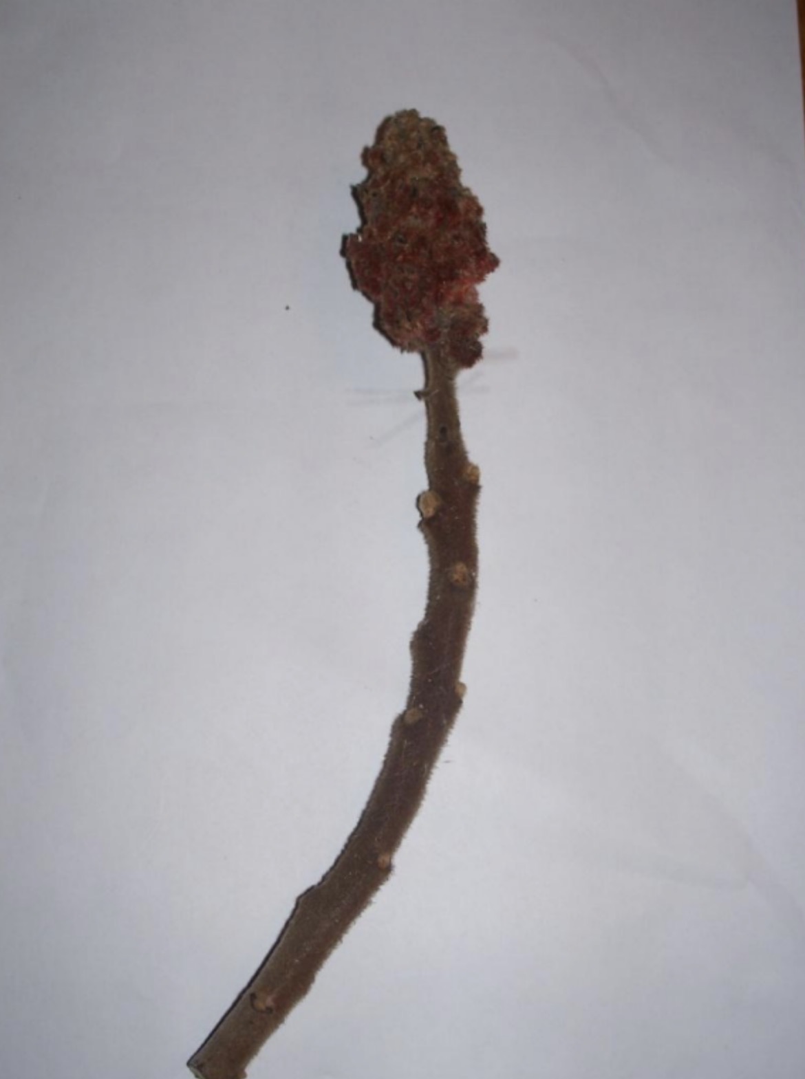 <p>What is this branch?</p>