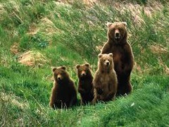 <p>Carnivora</p>