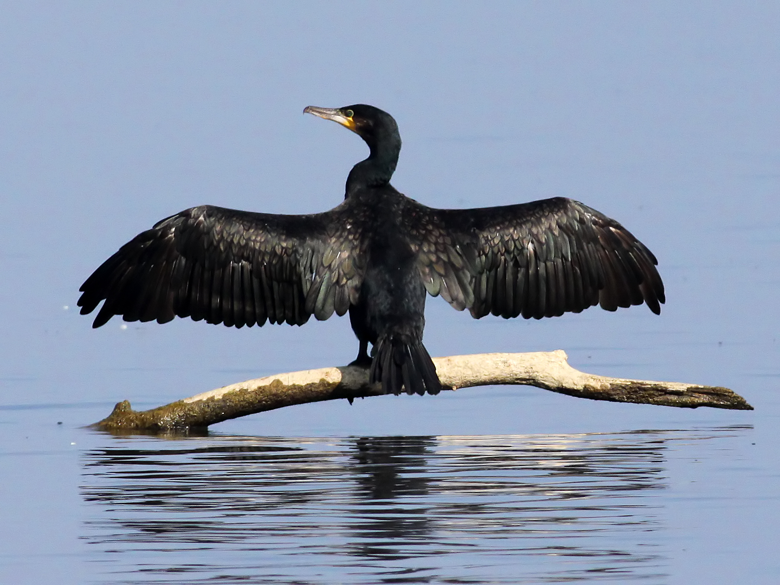 <p>What bird is this?</p>