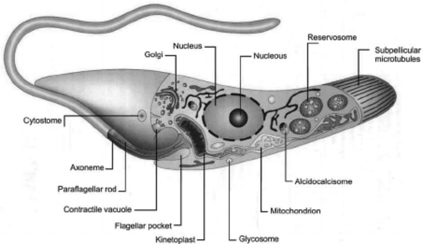 <p>What is the phylum, genus and species of this?</p>