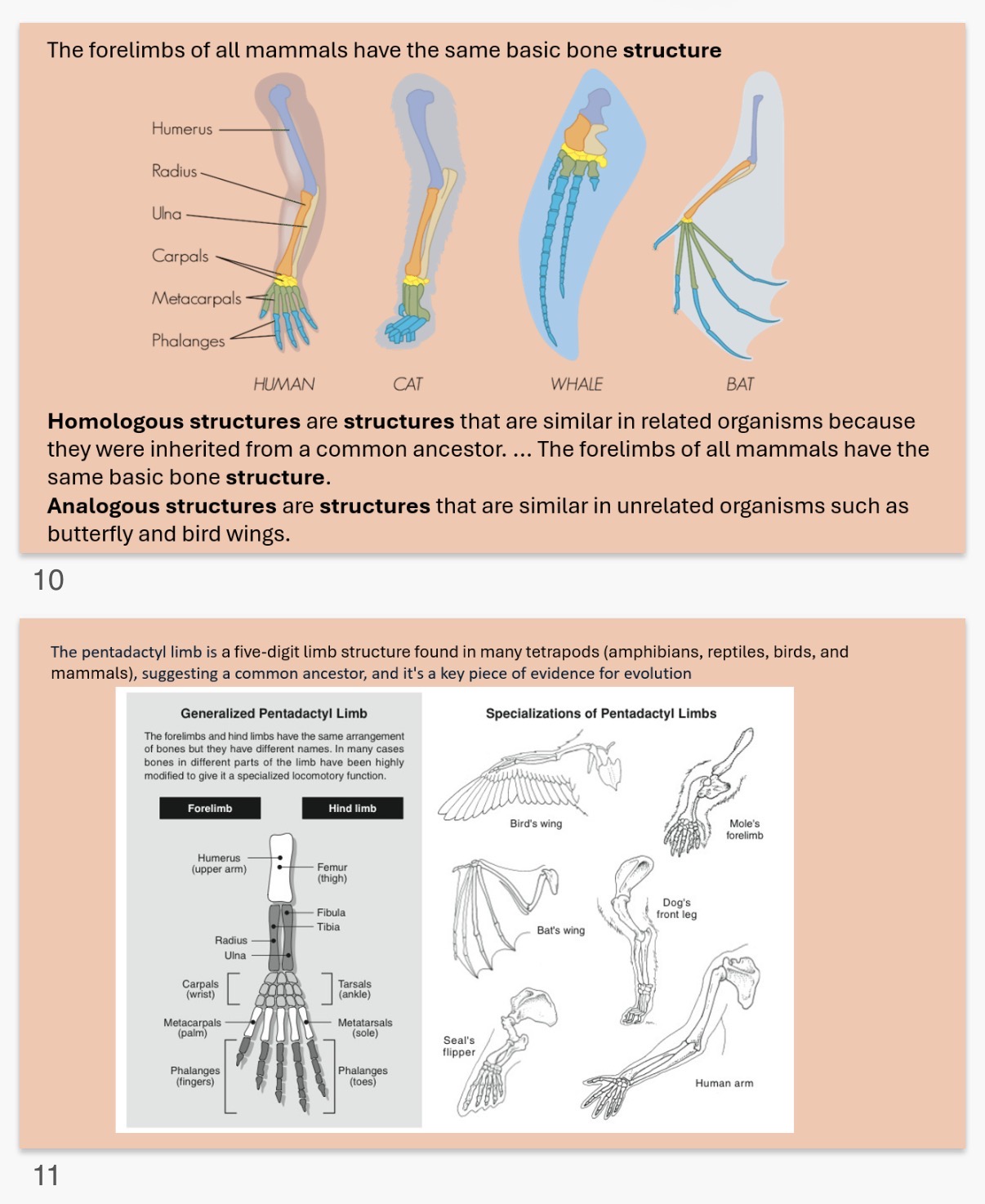 <ol><li><p>A group of organisms with similar characteristics that can reproduce to provide fertile offspring</p></li><li><p>Grouping organisms by physical (analogous) characteristics, such as size or number of legs. </p></li><li><p>•GROUPINGS BASED UPON THE EVOLUTIONARY RELATIONSHIPS/COMMON ANCESTRY.</p></li><li><p>Evolutionary.         5.bone</p><ol start="6"><li><p>common</p></li><li><p>Forelimbs</p></li><li><p>Mammals</p></li><li><p>Analogous structures are structures that are similar in unrelated organisms such as butterfly and bird wings.</p></li></ol></li></ol><p></p>