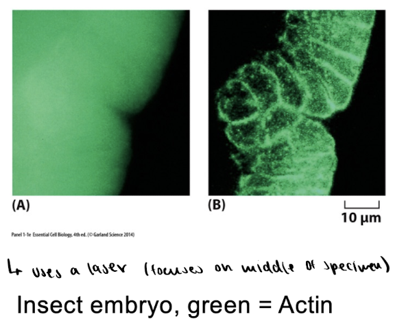 <p>Confocal Fluorescence microscopy</p>