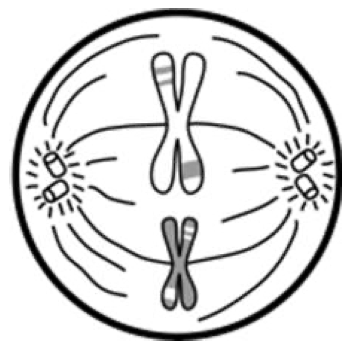 <p>What stage of meiosis is this?</p>