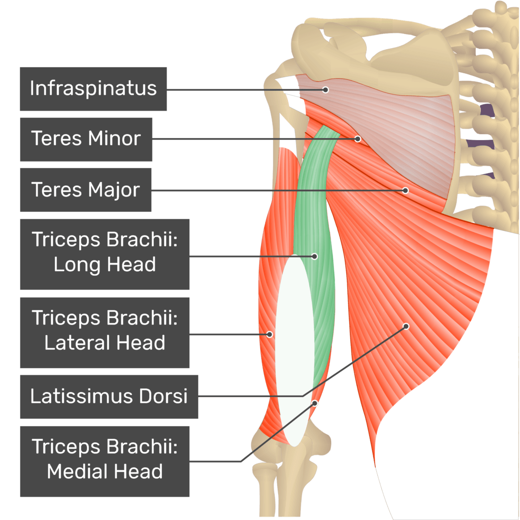 <p>innervated by radial nerve(goes through radial groove); act to extend forearm </p><p>triceps brachii(radial nerve + brachial artery runs through)</p><ul><li><p>medial head(deep to other 2 heads)</p><ul><li><p>origin- posterior surface of humerus below radial groove</p></li><li><p>insertion- olecranon</p></li><li><p>main actions- extension of forearm</p></li></ul></li><li><p>lateral head</p><ul><li><p>origin- posterior surface of humerus above radial groove</p></li><li><p>insertion- olecranon</p></li><li><p>main actions- extension of forearm</p></li></ul></li><li><p>long head(separates teres major and teres minor)</p><ul><li><p>origin- infraglenoid tubercule of scapula </p></li><li><p>insertion- olecranon</p></li><li><p>main actions- extension of forearm, extension of arm </p></li></ul></li></ul><p></p>