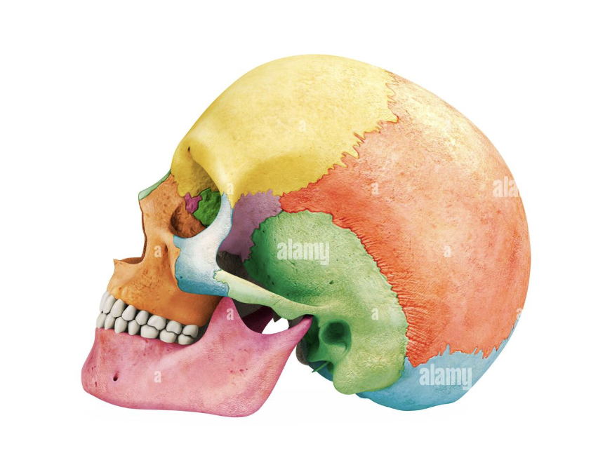 <p>What bone is indicated by the green?</p>