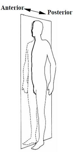 <p>What <span style="color: rgb(44, 91, 18);"><strong>plane</strong></span> separates the body into anterior and posterior portions?</p>