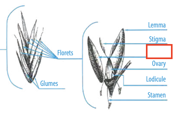 <ul><li><p><span><span>the smaller, inner upper bract of the floret of a grass</span></span></p></li></ul><p></p>