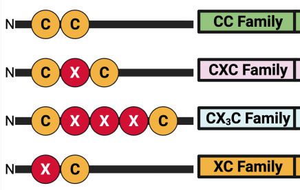 <p>4 subfamilies of chemokines</p>