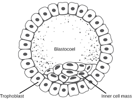 <p>• Implants in endometrial lining </p><p>• Fluid filled blastocoel </p><p>• Trophoblast → Chorion / placenta </p><p>• Inner Cell Mass → Organism</p>