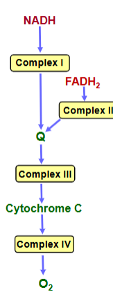 <p>-small mobile protein that shuttles electrons from complex III to IV</p><p>-Cytochrome c oxidase catalyzes the reduction of O2 to H2O</p>