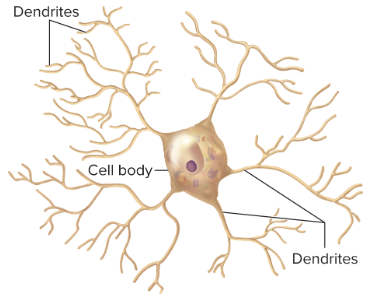 <p>interneurons</p><p>*only dendrites</p><p>*no axons</p>