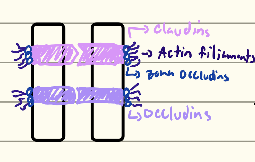 <p>tightly hold the cells together</p><p>acts as a diffusion barrier</p><p>@ the apical surface of the cell</p><p>Major component: <span>Claudins, occludins</span></p><p>Cytoskeletal attachment: Intermediate filament</p>