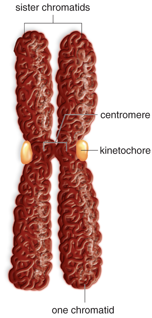 <p>•Results from DNA replication </p><p>•Identical genetic information to each other and from parents </p><p></p><p><strong>Centromere: </strong>Specialized region in the middle where sister chromatids are joined </p><p><strong>Kinetochore: </strong>Protein complexes on either side of the centromere, the site where spindle fibers attach</p>