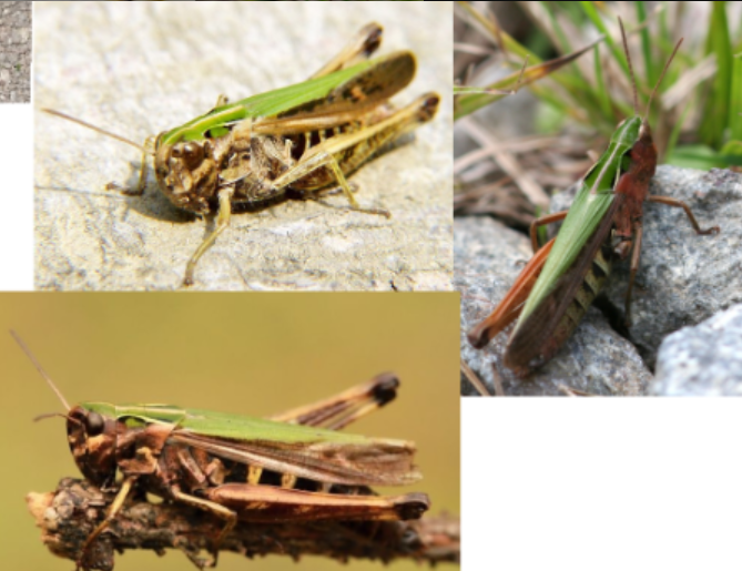 <p>ŘÁD- česky, latinsky</p><p>Podřád- česky, latinsky</p><p>Infrařád- /</p><p>Čeleď- česky</p><p>Rod- /</p><p>Druh- česky</p><p>(zelená barva, křídla průhledná, výskyt všechny typy luk,)</p>