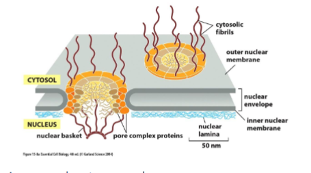 <p>forms a gate in which molecules can enter or leave present in both inner and outer membranes. composed of 30 or so proteins which are disordered and unstructured. they create a fibril mesh that fills the center of the channel and prevents the passage of molecules through it. only small, water solube molecules can pass non-selectively.</p>