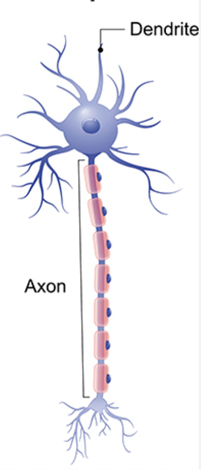 <p>Multipolar neuron</p>
