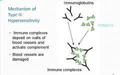 <p>Type III (antibody-antigen complex)</p>