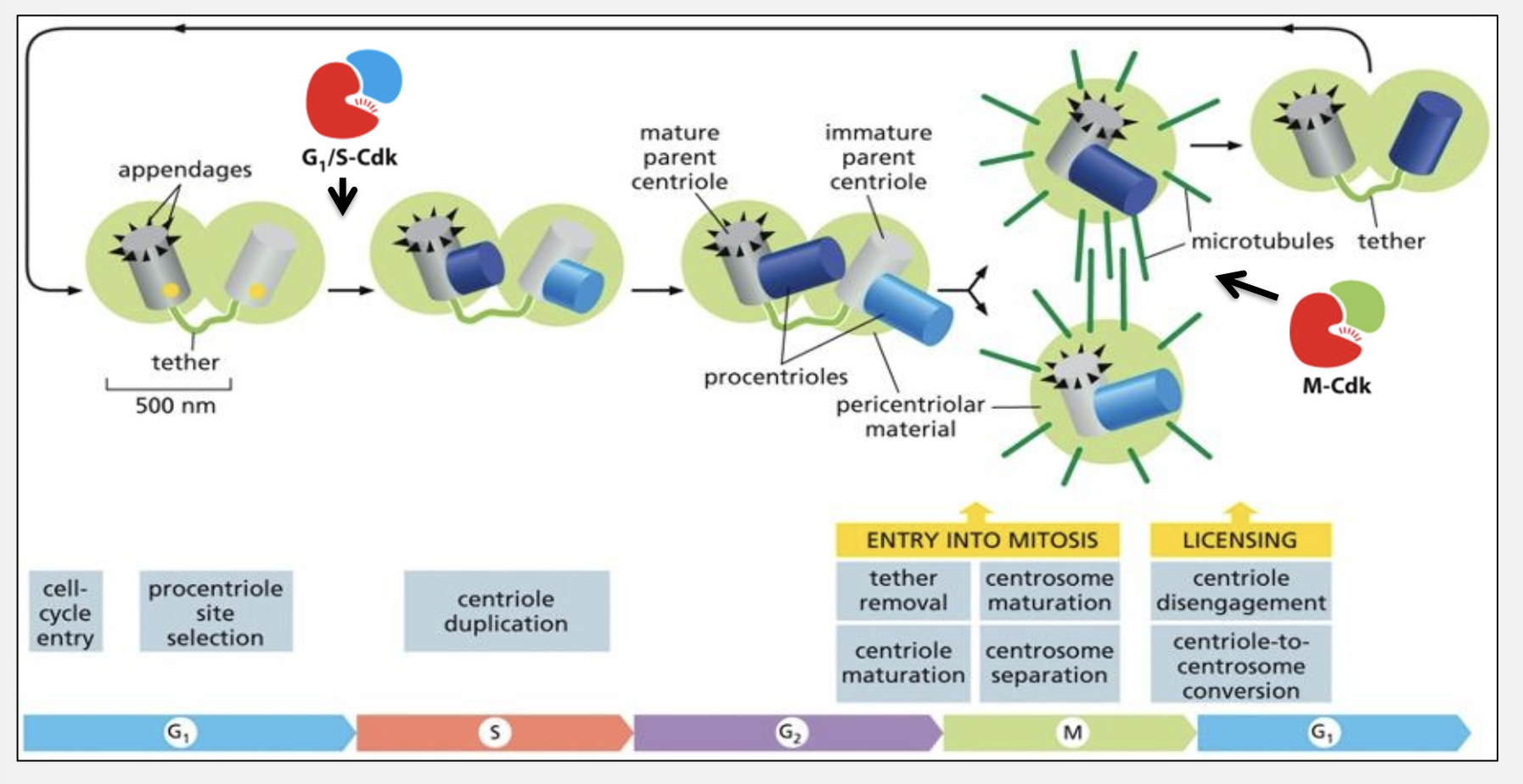 <p>What roles do G1/S‑Cdk and M‑Cdk play in spindle formation?</p>