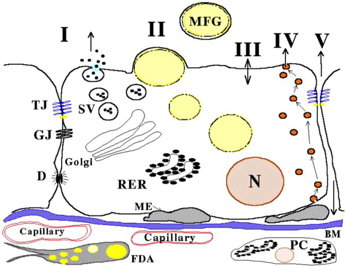 <p>Label the pathways</p>