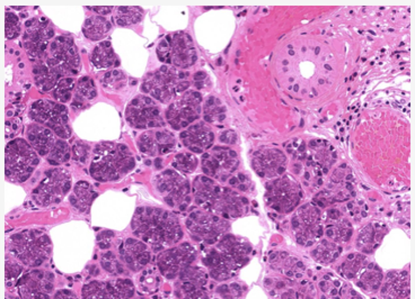 <p>Identify the organ</p>