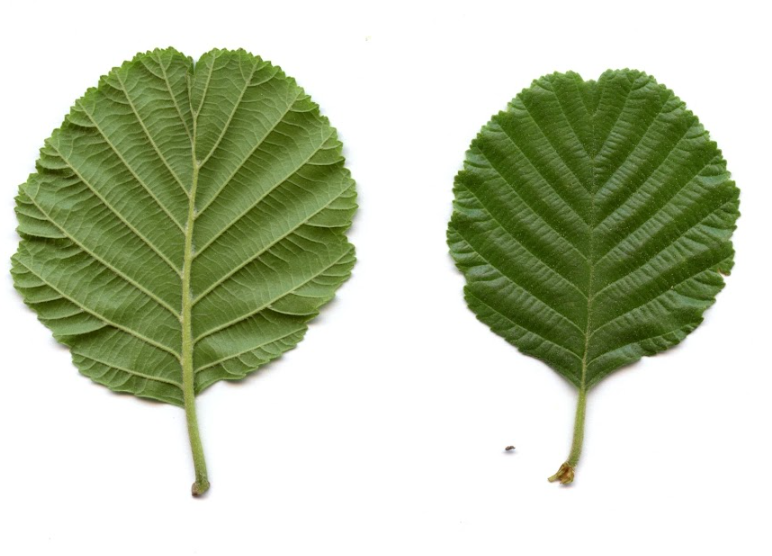<p>Alnus glutinosa - črna jelša</p><p>Betulaceae - brezovke </p>