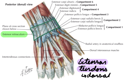 <p>Pisiform + triquetrum → Radius</p><p>Anchor extensor tendons (dorsal)</p>