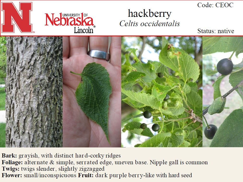 <p>Native to AR</p><p>Leaves simple, alternate</p><p>base of leaves asymmetrical</p><p>bark w/ blocky protrusions</p>