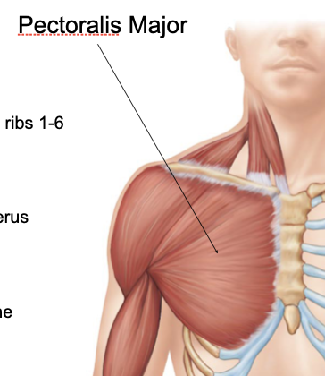 <p>pectoralis major</p>