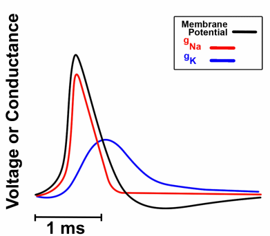 <ul><li><p><strong>Dual Mechanism Repolarisation:</strong> Nav inactivation removes inward current, while Kv activation provides strong outward current</p></li><li><p><strong>Kinetic Delay (Kv)</strong>: Delayed rectifier channels open late, allowing the initial rapid upstroke.</p></li><li><p><strong>Prolonged gK</strong>: Kv channels are slow to deactivate, maintaining high K+ permeability as Vm drops</p></li><li><p><strong>The Undershoot (AHP)</strong>: Elevated PK transiently drives Vm closer to EK (~ −80 mV) than at rest</p></li></ul><p><em>the undershoot is not a separate mechanism, it is just the K+ channels being late to leave</em></p>
