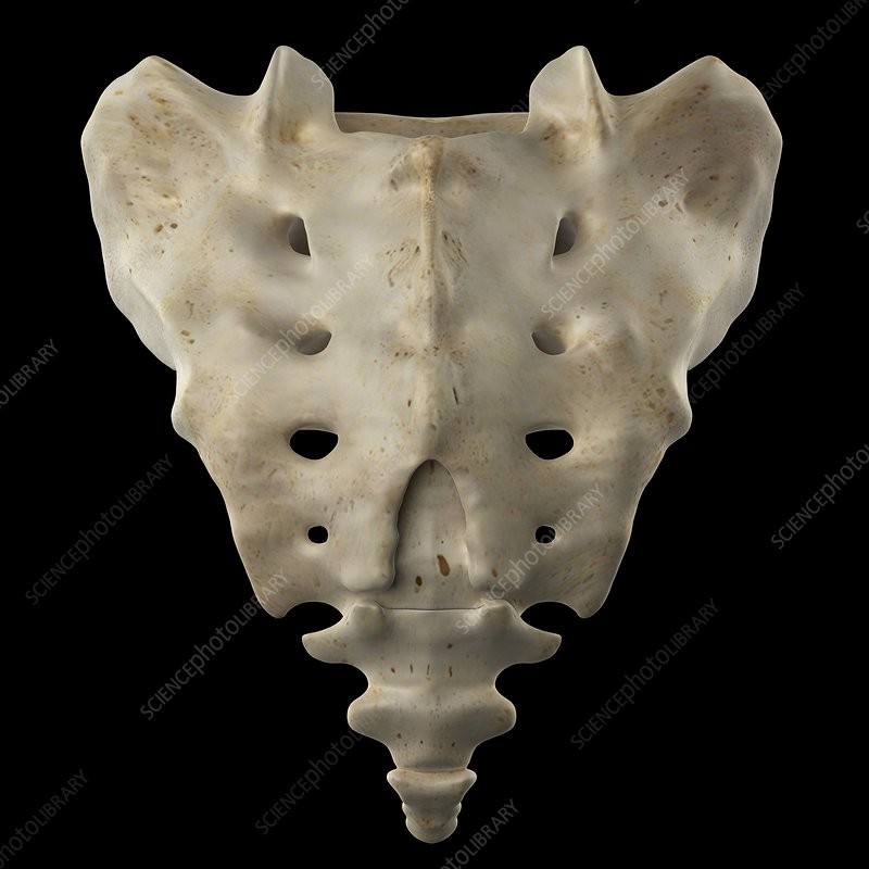 <p>name this bone</p>