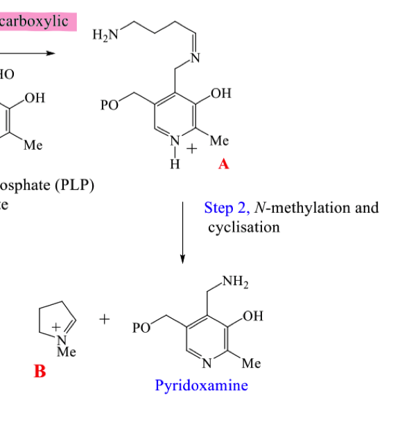 <p>Draw the mechanism for step 2 of the biosynthetic pathway to hygrine</p>