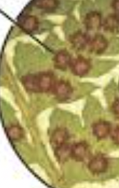 <p>on the underside of fertile fronds, typically looking like brown-yellow spots or lines<span>. Key microscopic traits include clusters of spore-filled </span>sporangia<span>, often protected by a specialized membrane called an </span>indusium<span>, which is surrounded by unique, thick-walled cells known as the </span>annulus</p>