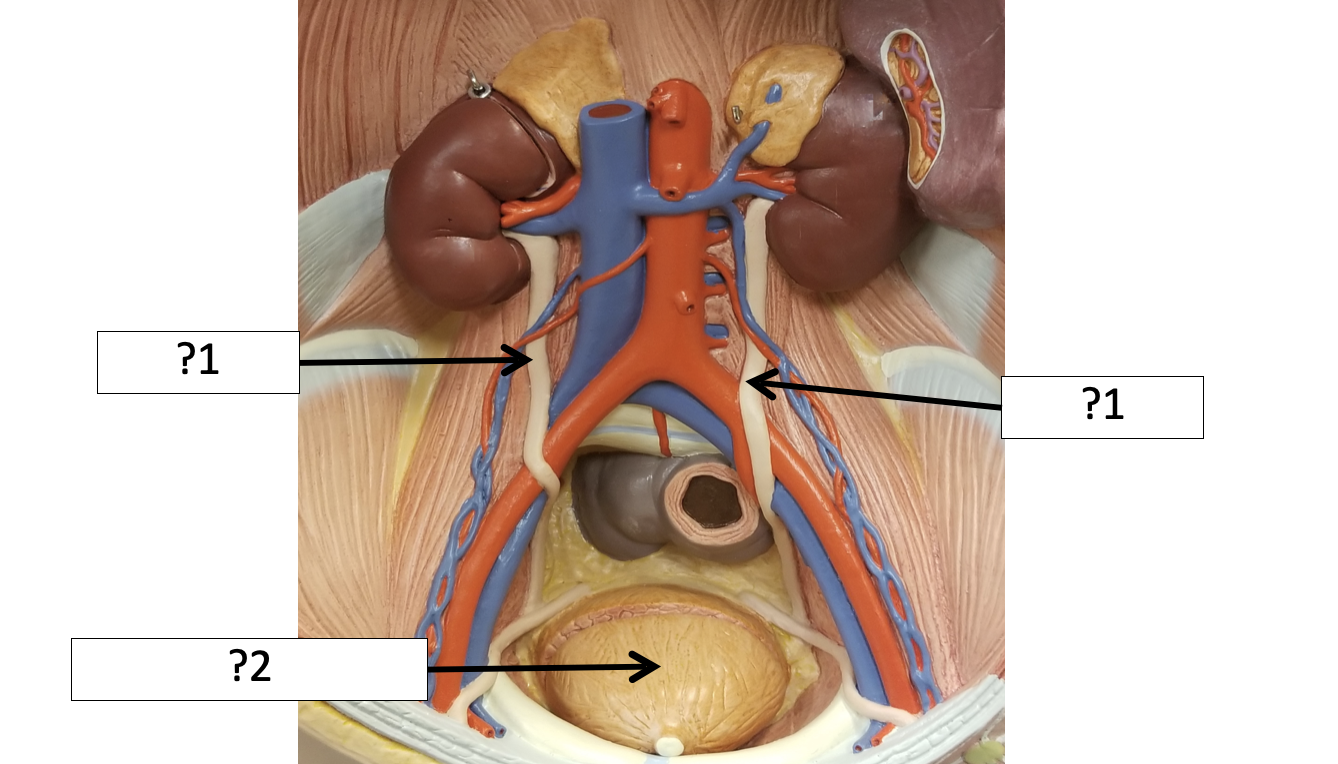 <p>2 Name the organ?</p>