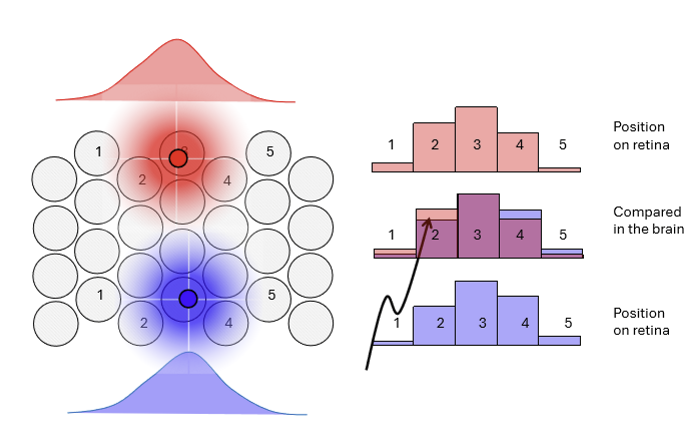 <p>When dots are blurred, misalignment can still be detected because adjacent cones capture different amounts of light.<br>The overlapping photon capture across neighboring cones creates subtle differences in neural responses, enabling precise relative position judgments despite blur.</p>