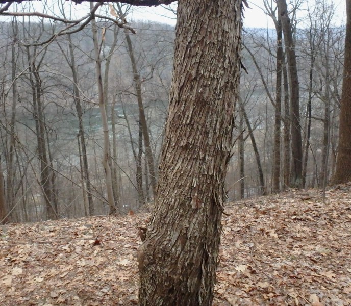 <p>Ostrya virginiana</p>