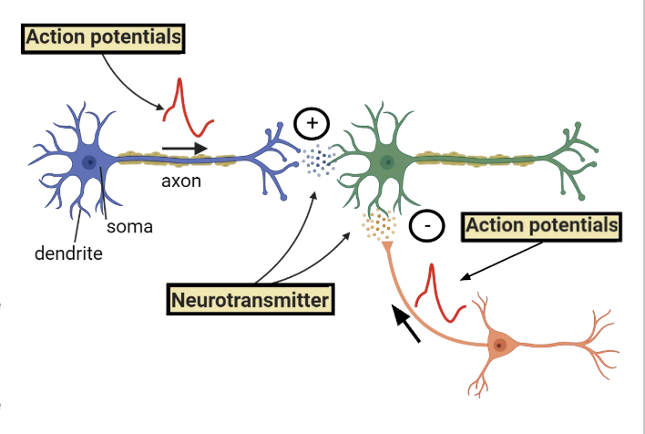 <ul><li><p><strong>inhibitory</strong> post-synaptic potential</p></li><li><p>moves to the membrane potential <strong>FURTHER</strong> from threshold for triggering an AP</p><ul><li><p>neurotransmitters that move K<sup>+</sup> out or let Cl<sup>-</sup> in</p></li></ul></li></ul><p></p>
