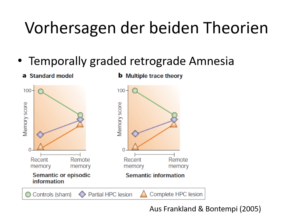 <p><span style="background-color: rgb(229, 224, 236);">Multiplen Trace Theory Semantische Information:</span></p><p><span style="background-color: rgb(229, 224, 236);"><strong>KG:</strong></span></p><p><span style="background-color: rgb(229, 224, 236);">Kürzlich erworbene Erinnerungen:</span></p><ul><li><p><span>Werden gut erinnert</span></p></li></ul><p><span style="background-color: rgb(229, 224, 236);">Ältere Erinnerungen:</span></p><ul><li><p><span>Werden schlechter erinnert</span></p></li></ul><p><span style="background-color: rgb(229, 224, 236);"><strong>Komplette Hippocampus Läsion:</strong></span></p><p><span style="background-color: rgb(229, 224, 236);">Ältere Erinnerungen:</span></p><ul><li><p><span>Werden gut erinnert; unterscheiden sich nicht von KG</span></p></li></ul><p><span style="background-color: rgb(229, 224, 236);">Kürzlich erworbene Erinnerungen:</span></p><ul><li><p><span>Es herrscht ein massives Defizit</span>&nbsp;</p></li></ul><p><span style="background-color: rgb(229, 224, 236);"><strong>Partielle Hippocampus Läsion:</strong></span></p><p><span style="background-color: rgb(229, 224, 236);">Ältere Erinnerungen:</span></p><ul><li><p><span>Werden gut erinnert; unterscheiden sich nicht von KG</span></p></li></ul><p><span style="background-color: rgb(229, 224, 236);">Kürzlich erworbene Erinnerungen:</span></p><ul><li><p><span>Besser als Gruppe mit Komplette Hippocampus Läsion, aber auch hier herrscht ein Defizit</span>&nbsp;</p></li></ul><p>=> Genau gleich wie bei Standardmodell</p>