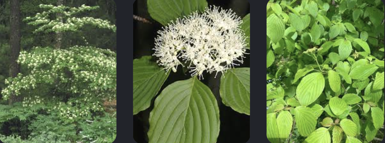 <p>Cornus alternifolia</p>